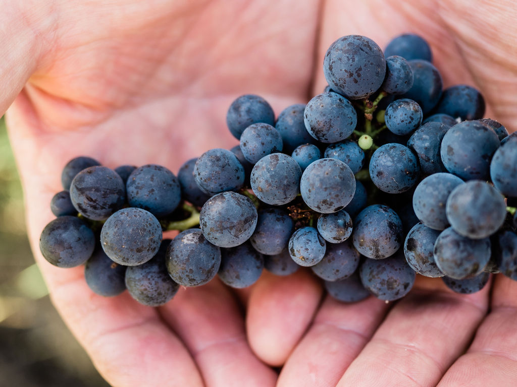 2023 Estate Pinot Noir tonight at 6pm - mailchi.mp/moorooducestat…