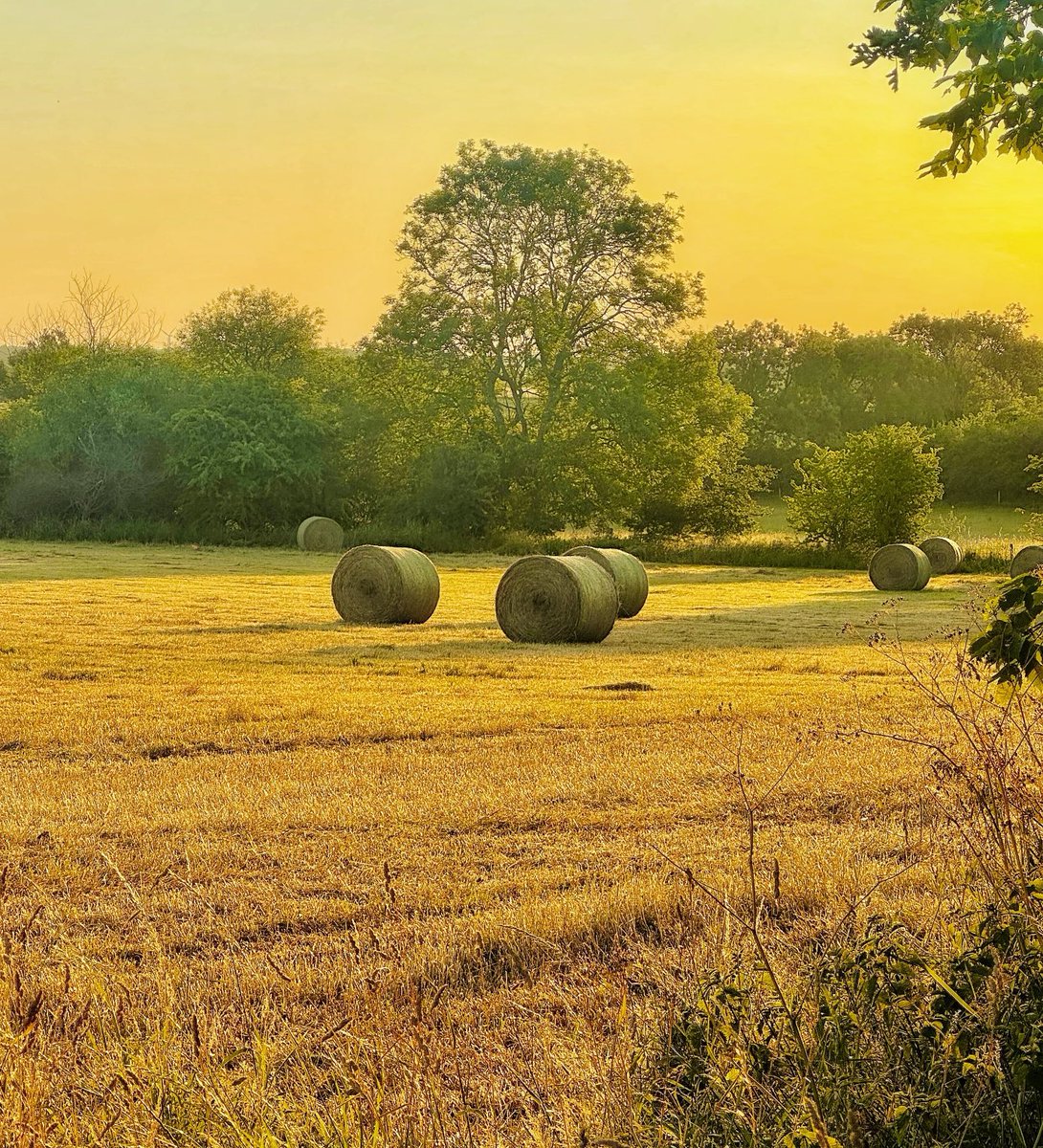 IanGee19's tweet photo. Single digit temperature for the early morning #Redmarshall dog walk but clear skies, a field full of round hay bales and glorious golden light from the rising sun were more than adequate compensation. Semi rural bliss. @StormHour @ThePhotoHour #GoldenHour https://t.co/e0iXJKpJgw
