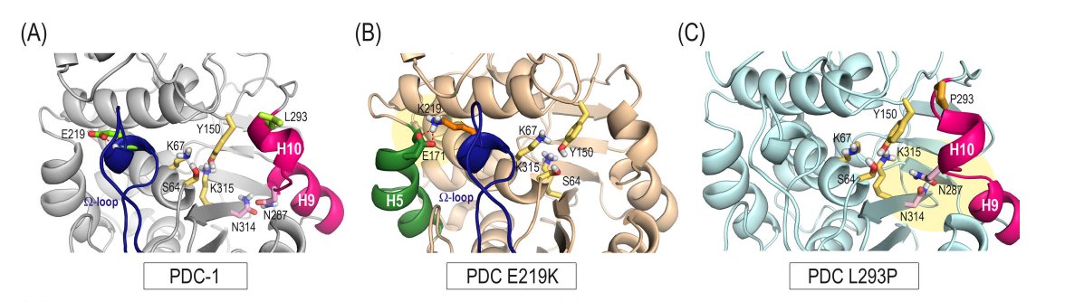 Gonzalez-Bello group (@gonzalezbello_c) on Twitter photo If you are interested in the in vivo development of resistance of pseudomonas aeruginosa to cefiderocol, the latest aproved antibiotic, don't miss this collaborative work with <a href="/microchuac/">MicroCHUAC-INIBIC</a> <a href="/GonzalezBello_C/">Gonzalez-Bello group</a> just published
👇
journals.asm.org/doi/10.1128/aa… If you are interested in the in vivo development of resistance of pseudomonas aeruginosa to cefiderocol, the latest aproved antibiotic, don't miss this collaborative work with <a href="/microchuac/">MicroCHUAC-INIBIC</a> <a href="/GonzalezBello_C/">Gonzalez-Bello group</a> just published
👇
journals.asm.org/doi/10.1128/aa…