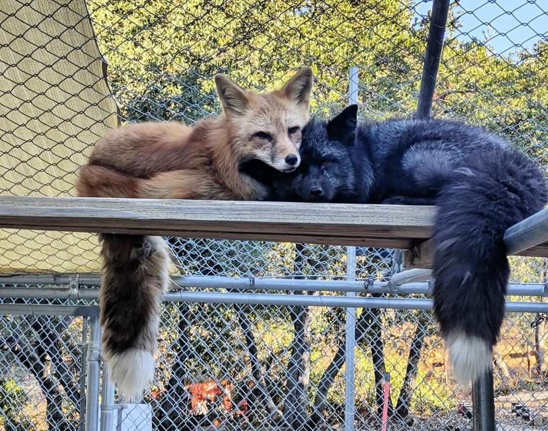 Fox hub (@anima1slove) on Twitter photo 