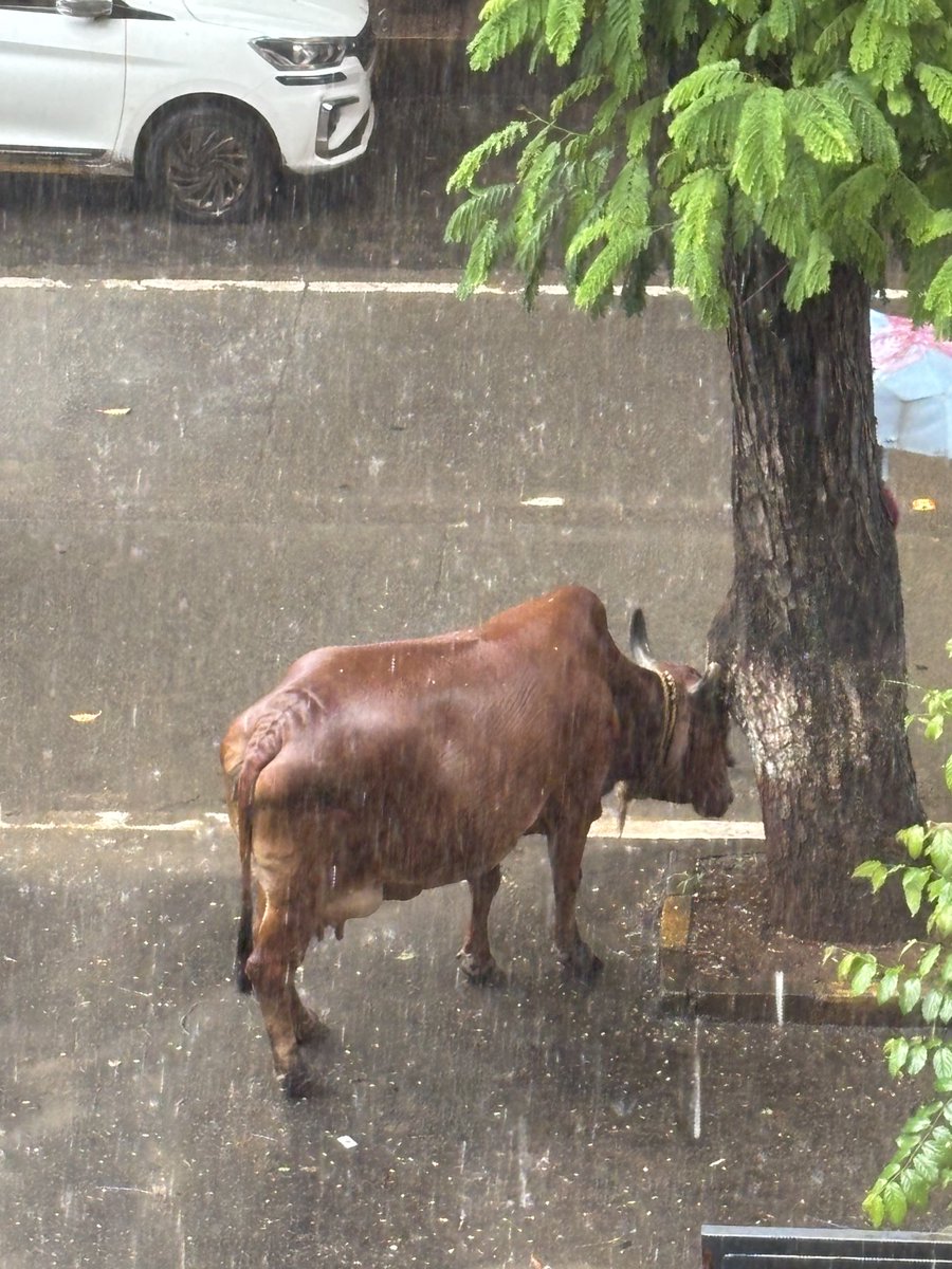 Behroze Telang. (@motherrr) on Twitter photo Torrential downpour. So cute. Outside my gate.. Everyone need a little shelter โฆ<a href="/joydeepg9/">Joydeep Ganguly</a>โฉ & gang Torrential downpour. So cute. Outside my gate.. Everyone need a little shelter โฆ<a href="/joydeepg9/">Joydeep Ganguly</a>โฉ & gang