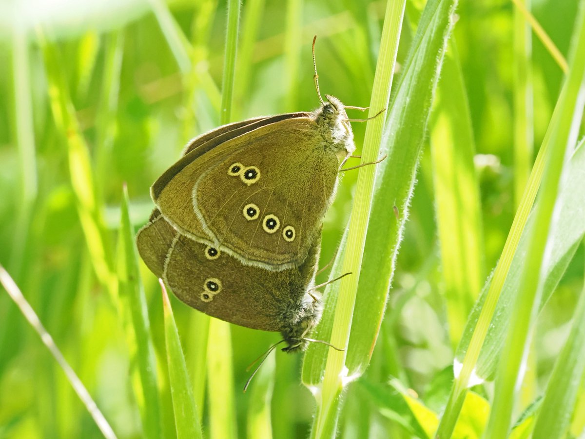 Mike Smith (@mikecsmiffy) on Twitter photo Mating Ringlets deep among the grass in Theberton Wood, Suffolk
#Butterfly #Butterflies #wildlife #wildlifephotography #nature #NaturePhotography
<a href="/savebutterflies/">Butterfly Conservation ๐ฆ</a> <a href="/BC_Suffolk/">BC Suffolk Branch</a> <a href="/suffolkwildlife/">SuffolkWildlifeTrust</a> <a href="/NatureUK/">NatureUK</a> <a href="/Britnatureguide/">The British Nature Guide</a> <a href="/BBCSpringwatch/">BBC Springwatch</a> Mating Ringlets deep among the grass in Theberton Wood, Suffolk
#Butterfly #Butterflies #wildlife #wildlifephotography #nature #NaturePhotography
<a href="/savebutterflies/">Butterfly Conservation ๐ฆ</a> <a href="/BC_Suffolk/">BC Suffolk Branch</a> <a href="/suffolkwildlife/">SuffolkWildlifeTrust</a> <a href="/NatureUK/">NatureUK</a> <a href="/Britnatureguide/">The British Nature Guide</a> <a href="/BBCSpringwatch/">BBC Springwatch</a>