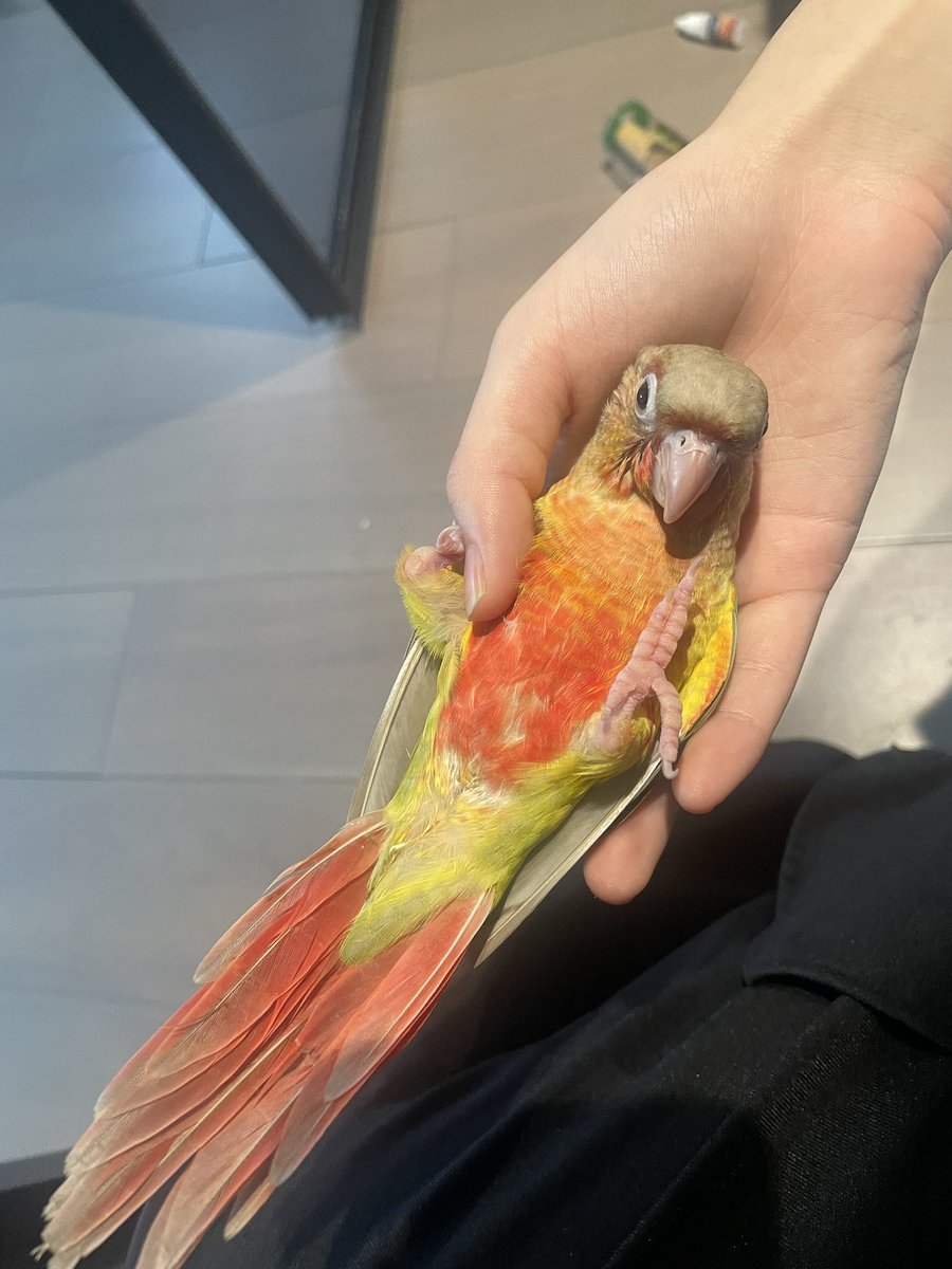 Juliaaaaaar's tweet image. 手鸡，嘻嘻