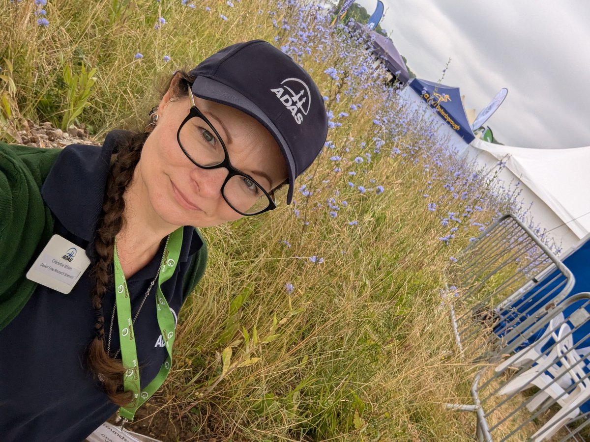 C_A_White's tweet image. #Groundswell25 was fantastic!
🫚 Annual date with a chicory #taproot in the #soil pit @ADASGroup stand. 🫘 Beans & pulses talk: Cultural acceptance, school meals, diversity, price, risk on farm & connecting breeders and producers. Highlight, was meeting so many lovely people.