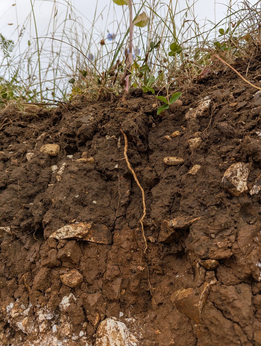 C_A_White's tweet image. #Groundswell25 was fantastic!
🫚 Annual date with a chicory #taproot in the #soil pit @ADASGroup stand. 🫘 Beans & pulses talk: Cultural acceptance, school meals, diversity, price, risk on farm & connecting breeders and producers. Highlight, was meeting so many lovely people.