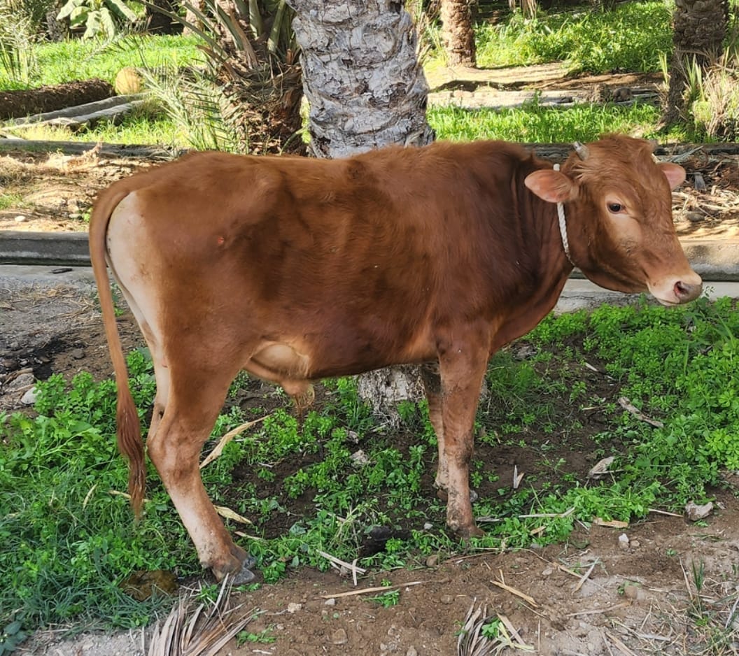 نذر وفاء وعطاء يعانق المحتاجين.
تجسيدا لمعاني الالتزام والخير بادر أحد الأفراد بتنفيذ نذره عبر التبرع برأسين من البقر لصالح الأسر المتعففة. وقد تمت عملية التوزيع وفق اللوائح المعتمدة في نظام لجنة اللحوم، لضمان وصول العطاء إلى مستحقيه بكل أمانة ونظام.