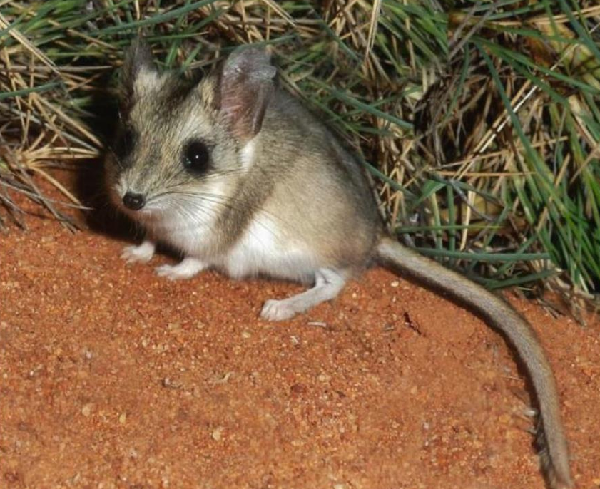Fat-tailed, slender-tailed, hairy footed, lesser hairy footed, that’s just four in a long list of names for various dunnarts. The dunnart name itself comes from a Noongar word, donat, that sounds awfully like doughnut. Unfortunately.

Learn more👉️ourwaparks.org.au/the-dunnart/