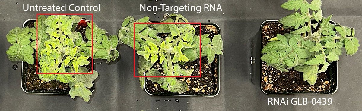 FutureJurvetson's tweet image. 🟢 A Greenlight to remove chemicals from our crops 🟢
Double-stranded RNA has just been shown to be a rifle-shot treatment for plant viruses — "one of the most stubborn and costly challenges in global food production. Just months after proving we can control one of the world’s…