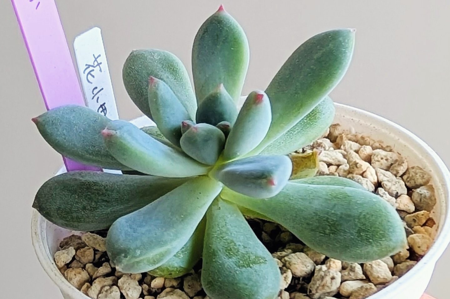 つぶつぶ屋✡️バブリー✡️ 多肉 抜き苗 つぶー 寄せ植 花芽付き つぶつぶ屋✡️バブリー✡️ 多肉 抜き苗 つぶー 寄せ植 花芽付き