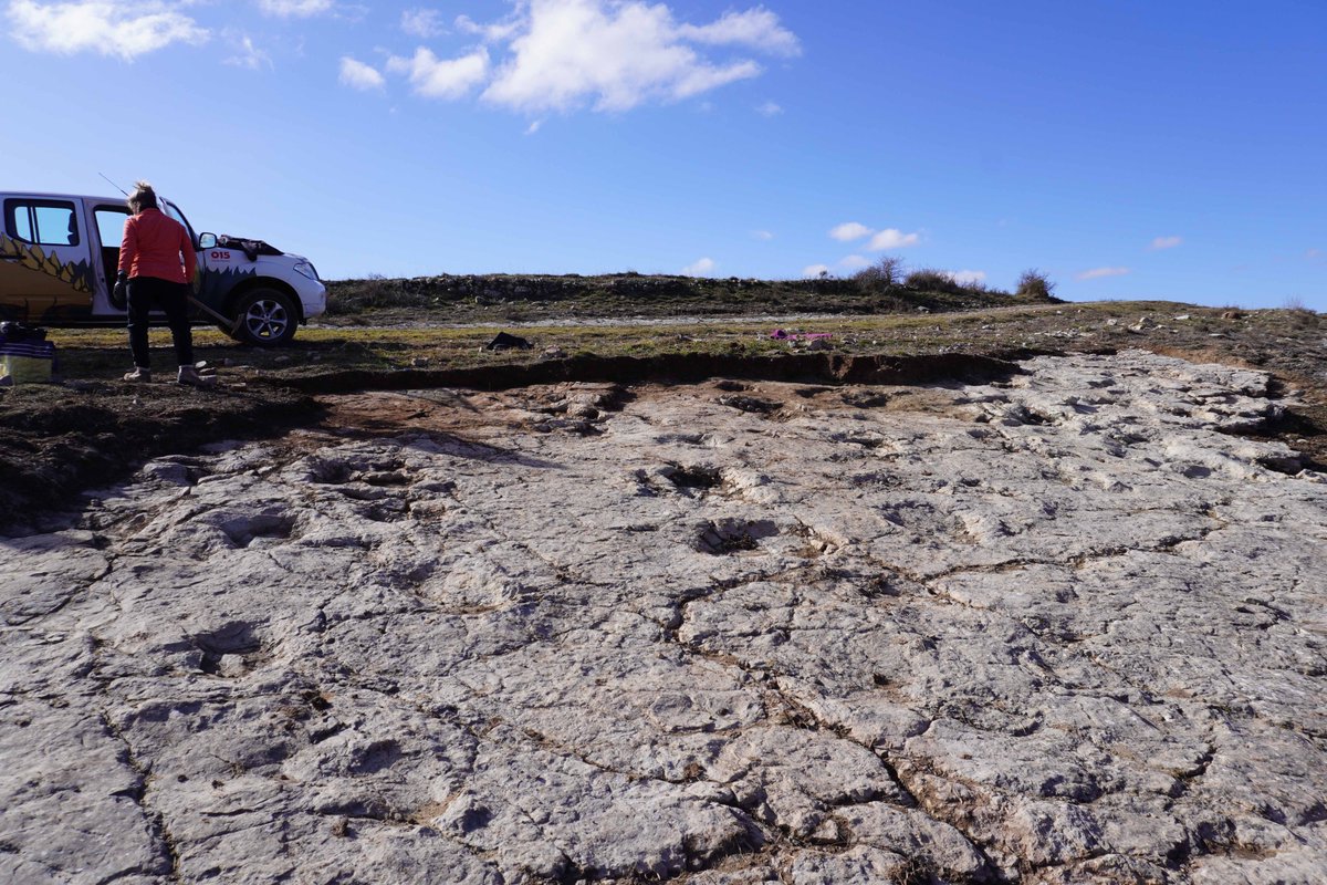 🚨🆕 Huellas excepcionales de dinosaurios saurópodos 🦕 entre las más de 250 descubiertas en un yacimiento de Ababuj (Teruel, España) 🆕🚨

👉 Más información en: bit.ly/Ababuj_icnitas