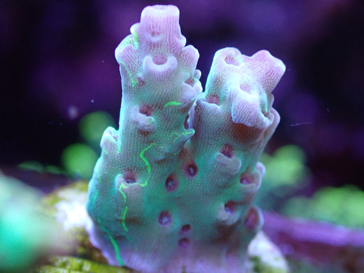 ミドリイシさん、 Acropora carduus (Dana, 1846) ツツミドリイシ