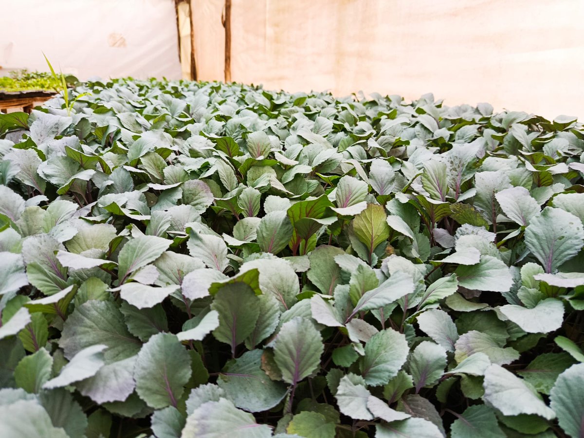 Zionseedlings's tweet photo. From crisp coleslaws to vibrant roasted dishes, red cabbage adds amazing flavor and crunch! Our strong red cabbage seedlings are ready for planting, offering endless culinary possibilities. What's your favorite way to enjoy it? π #VersatileVeggie #qualityseedlingsbumperharvest https://t.co/KIQ9OWohTi