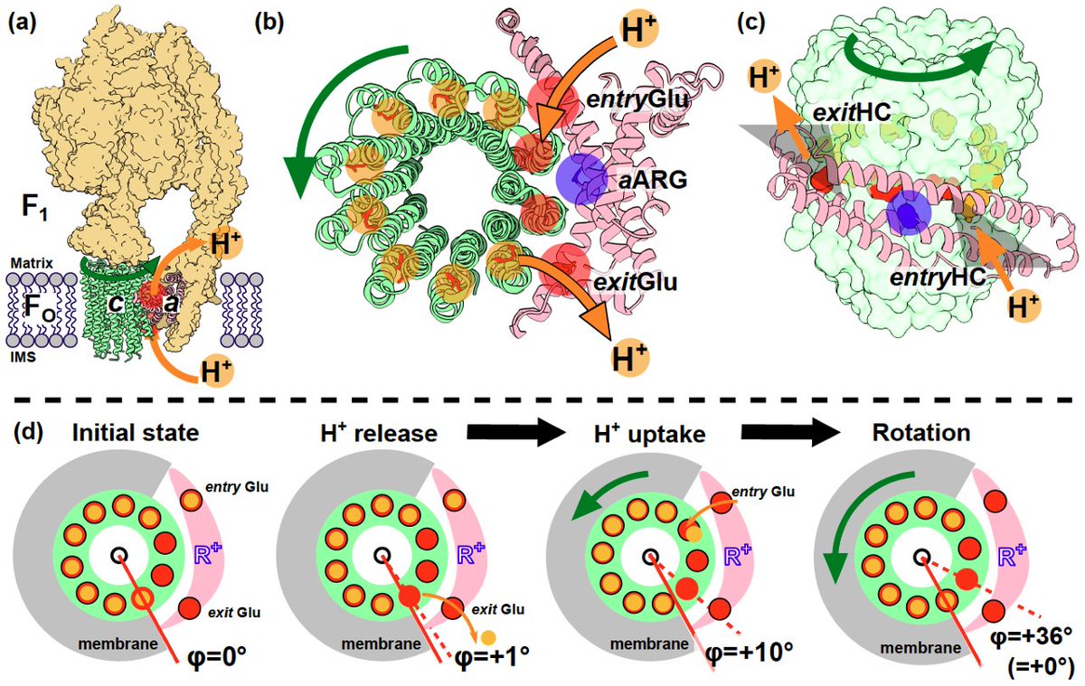 Nojilab_UTokyo's tweet image. Kubo-san (@dynein_awk)'s preprint was now available on bioRxiv. We conducted hybrid molecular simulations to explore how side-chain flexibility at proton-binding sites and the asymmetry of proton channels affect Fo ATP synthase rotation.
biorxiv.org/content/10.110…