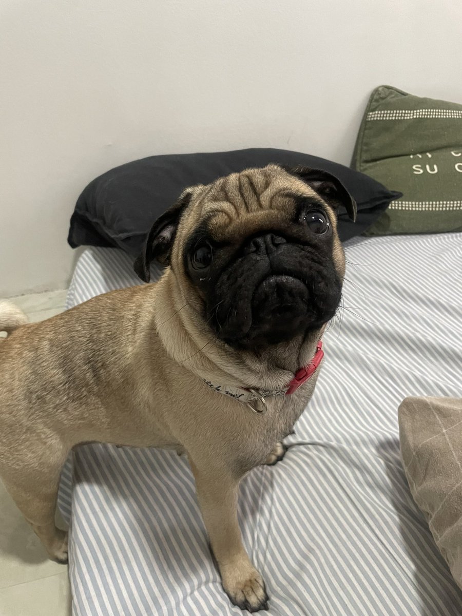markL888's tweet photo. @jaddantonio my dog name is Yuna also ♥️ https://t.co/6UCfTiVW0O