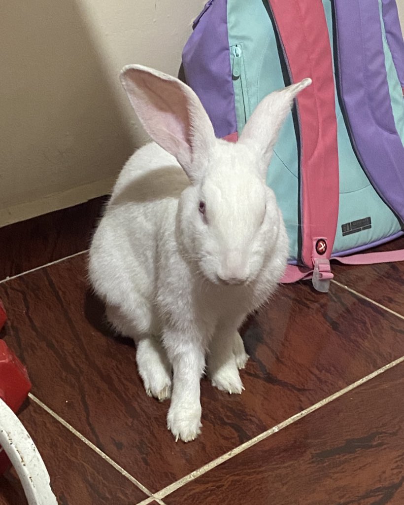 the REAL mk2 ✦ tweet media