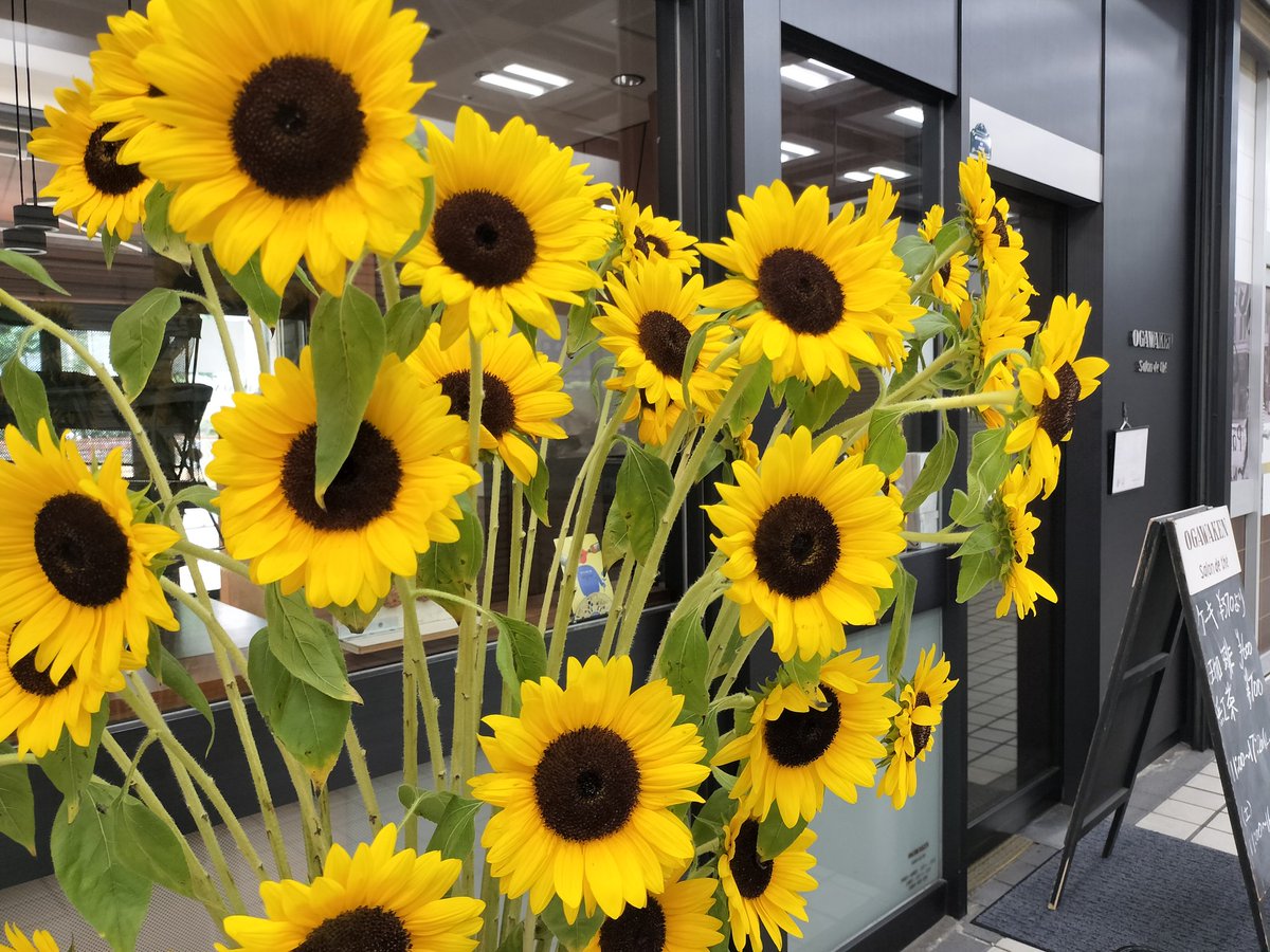 新橋駅前ビル1号館、小川軒カフェの前にひまわりが飾られていました🌻明るいイエローが夏らしくて元気をもらえますね。暑すぎてアイスコーヒーで一息つきたいところですが、オフィスに戻ってもうひと仕事がんばります☺️
#新橋