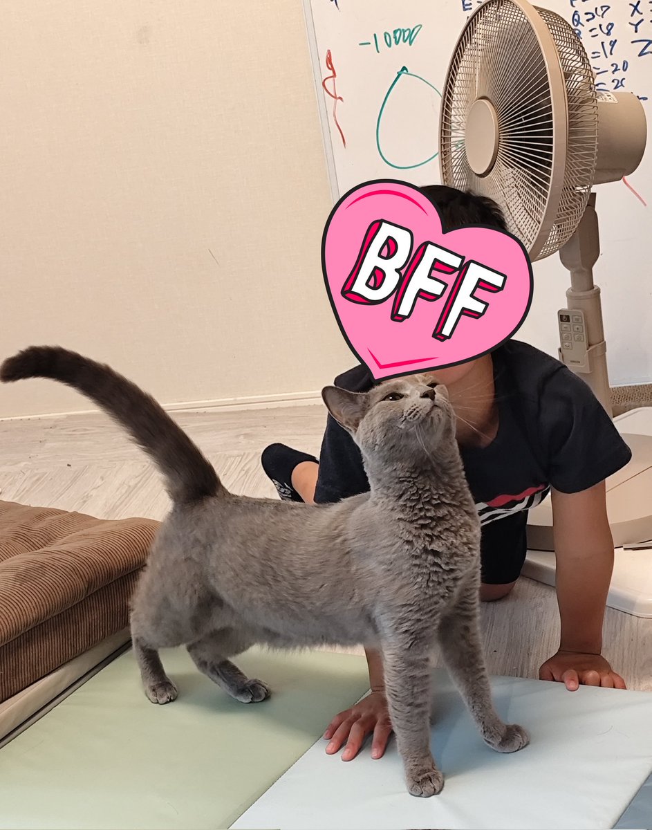 j_ashask's tweet photo. 長男のことが大好きなアッシュ🐱💕

 #猫のいる暮らし https://t.co/PKFpSxv1zu