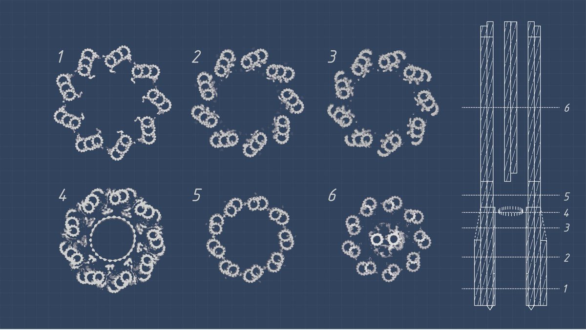SLSPKU's tweet image. How are cilia built? Using cryo-ET, @QiangGuo_EM and team captured basal body biogenesis &amp;amp; axoneme assembly in mouse ependymal cells at sub-nanometer resolution. #cryoET #TEAMTOMO #PKUResearch 
nature.com/articles/s4146…