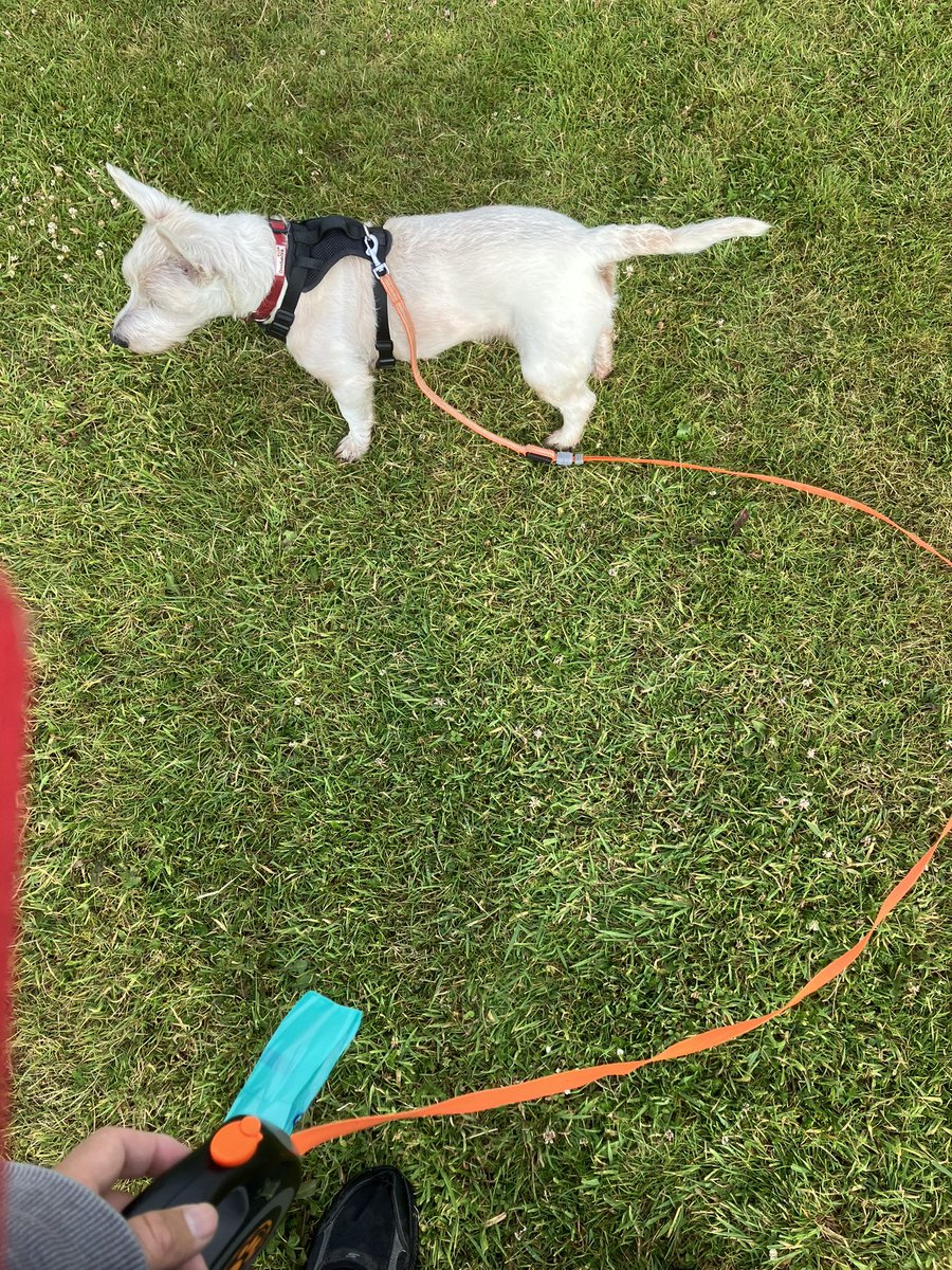 Wats dat yer say dad mine retractable lead isn’t retracting anymore. Oh dear how did dat occur *sniggers*