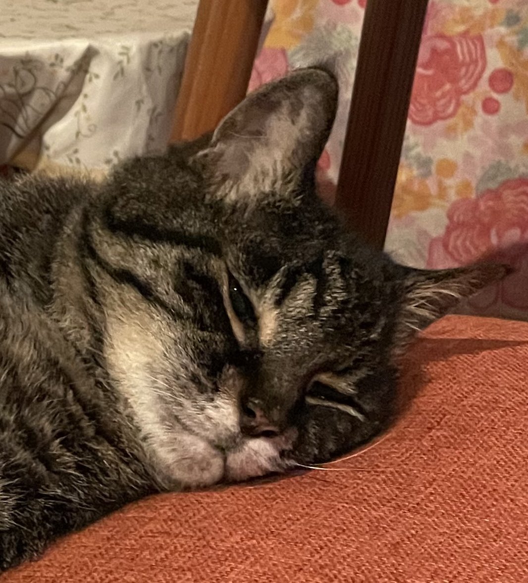 Akanekoume's tweet photo. 眠い可愛い顔
Sleepy cute face
#ぱうひろ #猫 #老猫 #oldcat #ねこ #ネコ #トラネコ #とらねこ #キジトラ #cat #tabby #striped #photography #写真 #Pauhiro https://t.co/eDRQxc6tsu