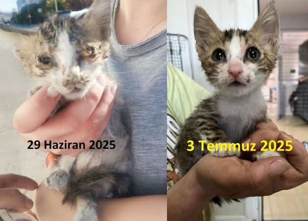 Çöp konteyneredan kurtardığımız yavru kedimiz iyileşiyor😍

Bağışlarınızla ayaktayız❤

Türkiye Hayvanlari Koruma Dernegi
Akbank
TR03 0004 6002 8288 8000 1370 15
Yapi Kredi
TR20 0006 7010 0000 0013 2086 16
thkd.org.tr
thkd.org.tr/en/
thkd.org.tr/nl/index.php