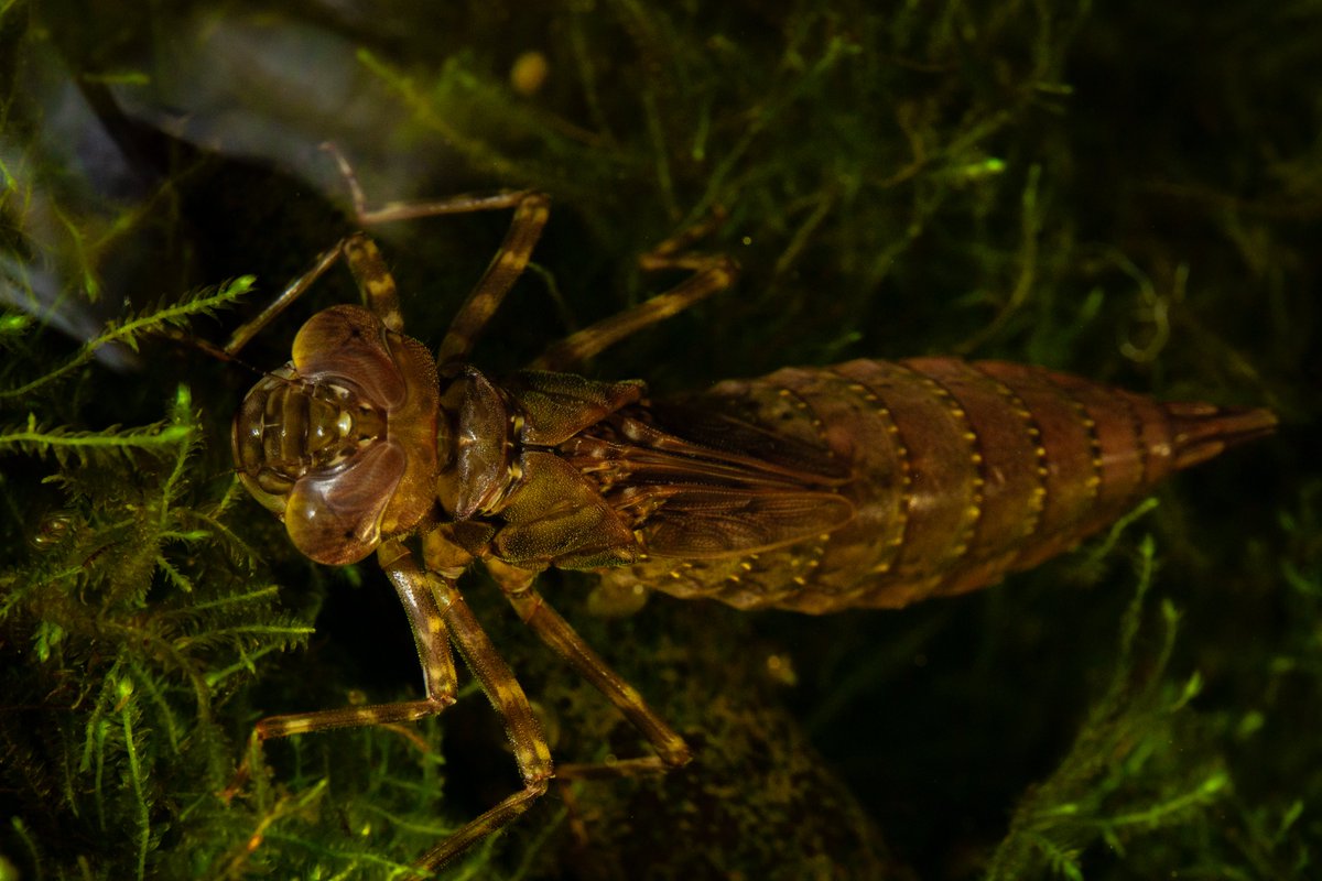 Anaciaeschna sp.
📷：Canon Eos 5D Mark III   
lens：EF24-70mm f/4L IS USM       

 Date：2025.07.03

阿里山で採集したトンボヤンマは体がとても大きくて、羽化後の姿がとても楽しみです