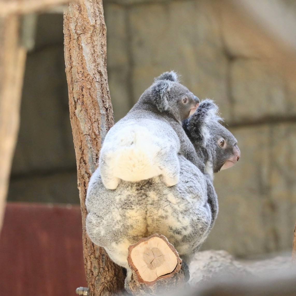 横顔が見えているけど、どうしても先にお尻を見てしまう😆

りんともなか親子🐨🐨
📷2024
＃東山動植物園　＃コアラ