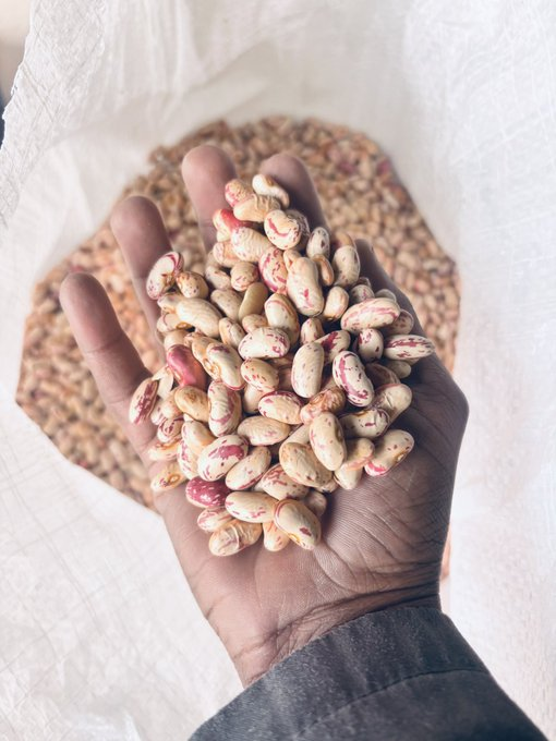 KasiEconomy's tweet photo. O.F Distribution is a sugar beans supplier offering competitive bulk pricing.

R1,400 for a 50kg bag

R26 per kilogram for bulk purchases

Agents are welcome

They operate in the Free State and Gauteng provinces.

For inquiries, customers can call or WhatsApp: 078 878 8758. https://t.co/wFkFoDNCKw