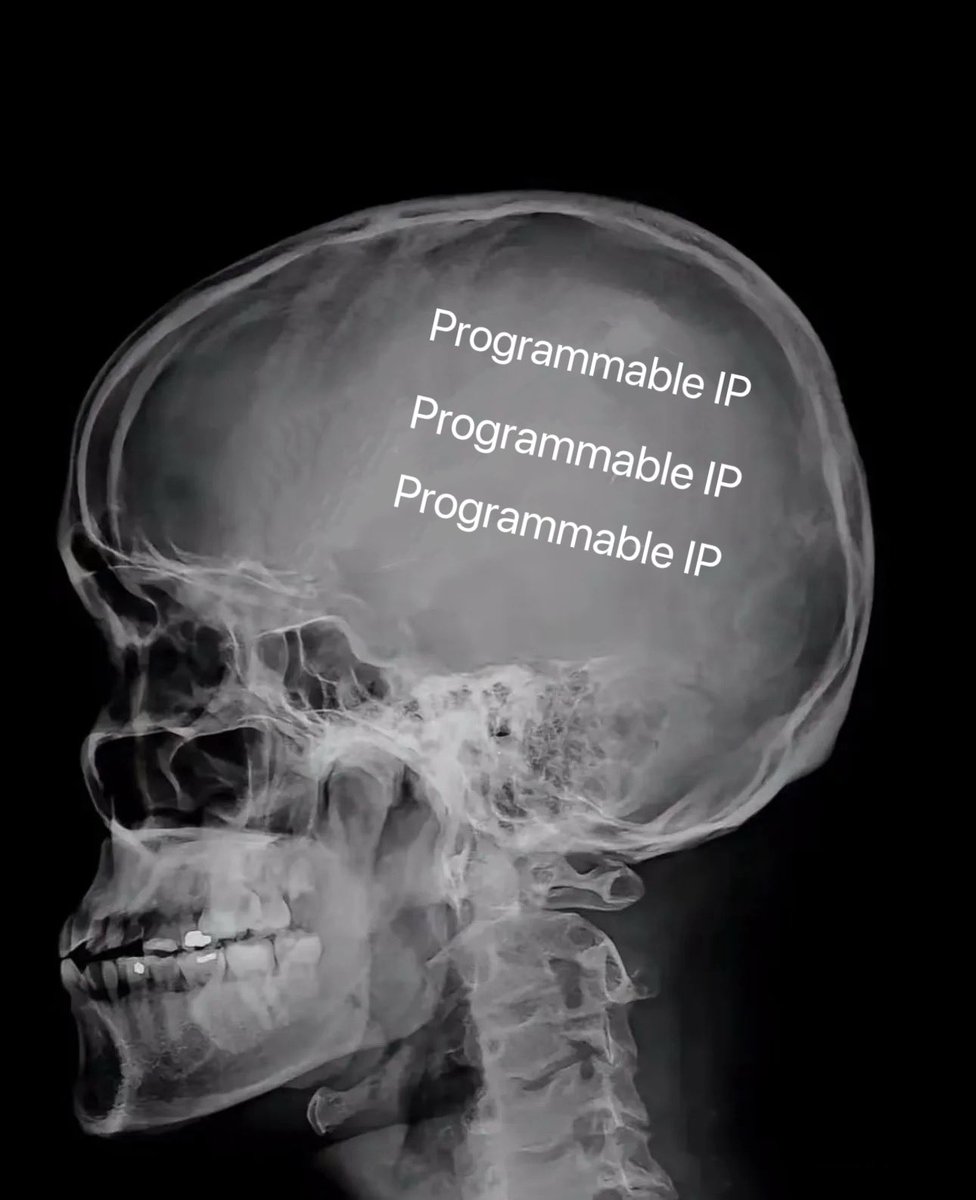 programmable ip on the brain 24/7. 
we’re so back.