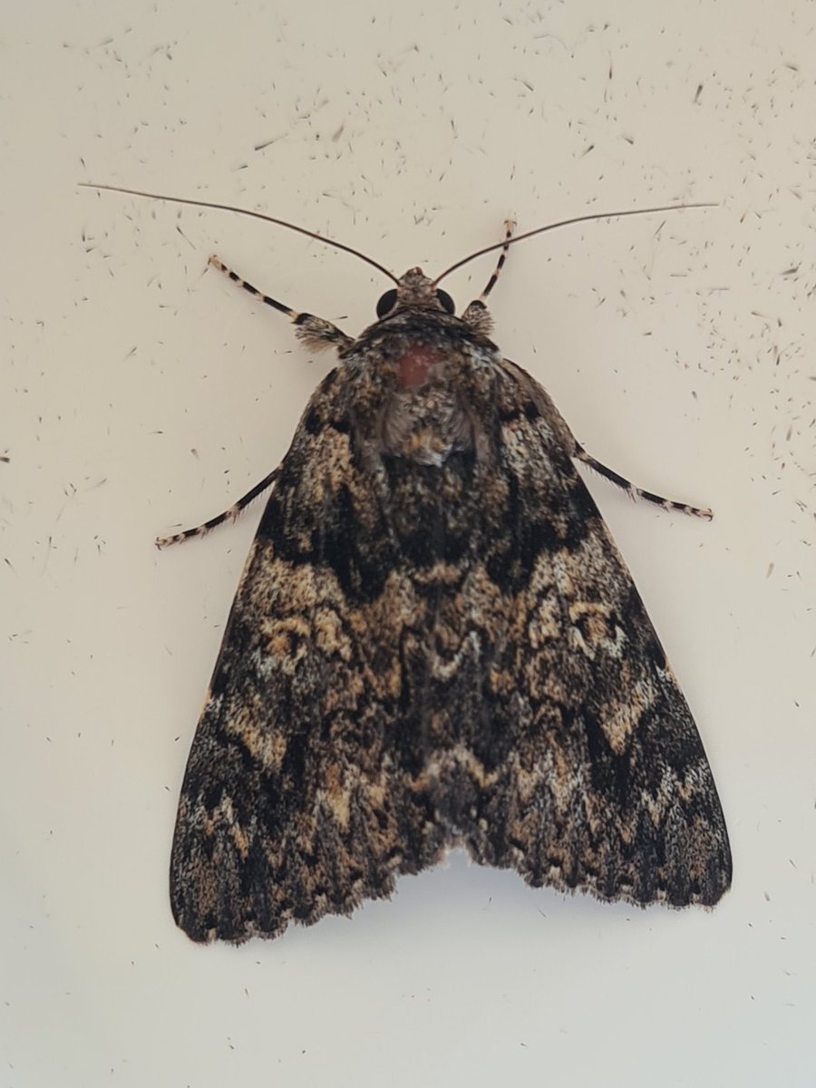 dartfordtrapper's tweet image. Light Crimson underwing was only my second garden record after my first last year. Dartford VC16.