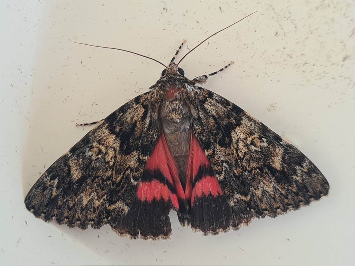 dartfordtrapper's tweet image. Light Crimson underwing was only my second garden record after my first last year. Dartford VC16.