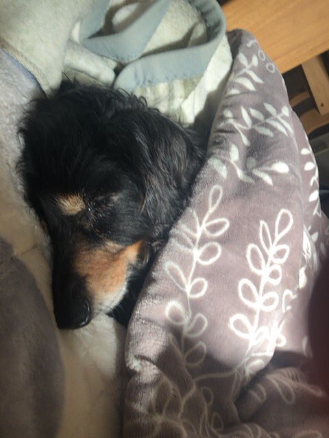 Emichqmq's tweet photo. かーなり久しぶりにドンちゃんの夢🌈

父が"おい"って私が寝てるとこに
ドンちゃん抱えてきて
一緒寝れるわーい🙌って思ったら
足元で寝るから寂しくて
私が逆さまに向いて寝るという
ツンデレドンちゃんでした😴🌈 https://t.co/oJMhElmOQF