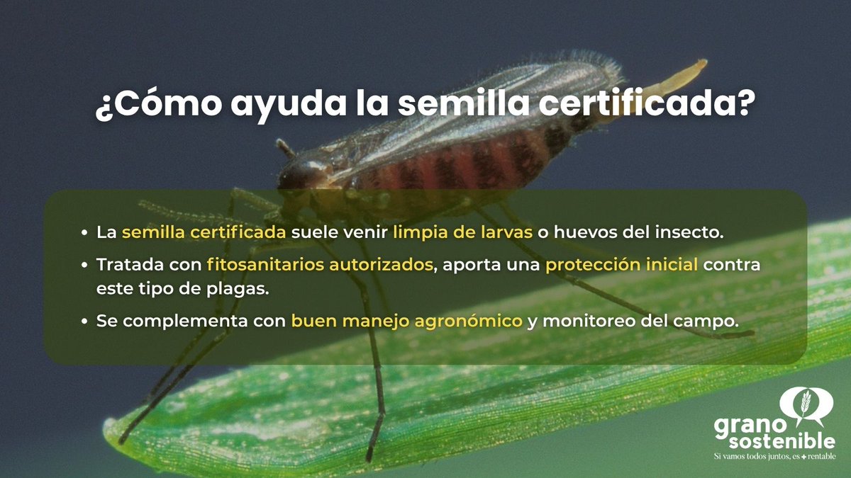 GranoSostenible's tweet image. 🦟 Mayetiola destructor: el nombre lo dice todo.
En verano, cuando el trigo debería llenar espigas… aparece este enemigo invisible.
🌱 Lo importante no es solo lo que ves, sino lo que siembras.
#GranoSostenible #SemillaCertificada #PlagasDelCereal #CampoSeguro