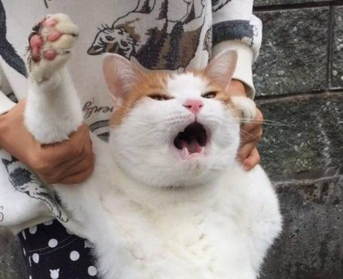 누가누구게?
민주대공 VS 민주냥공