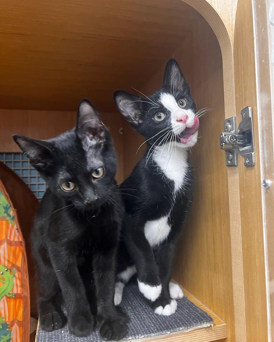Poor Kali and Fern. They are growing up in a cage. They are perfect healthy, and extremely sweet. I think they need a break from cage life. No one wants to adopt these cuties? Or at least foster them? Apply for them!
#rescued #safe #catrescue #savinglives #streetrescue