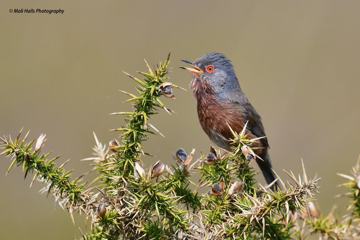 Dartford Warbler.

#BirdTwitter #Nature #Photography #wildlife #birds #TwitterNatureCommunity #birding #NaturePhotography #birdphotography #WildlifePhotography #Nikon