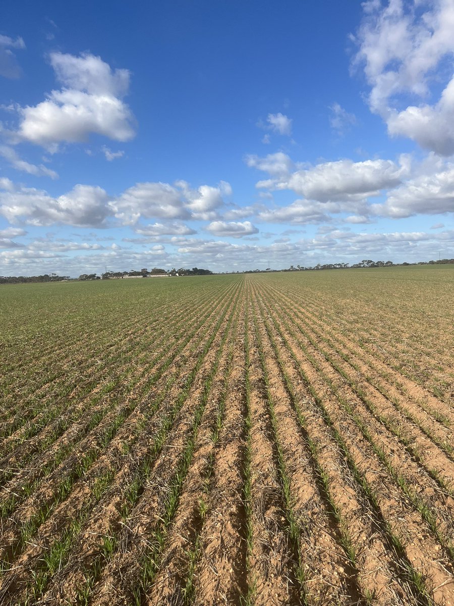 ConnorFuss's tweet image. Some early thoughts in 2025. 

High rates of Trifluralin are still an option in some systems to take the early ARG pressure off. Regiment starting to kick on.

Starter fert is always important, even after a poor year. Fert bridging at seeding has highlighted this unfortunately