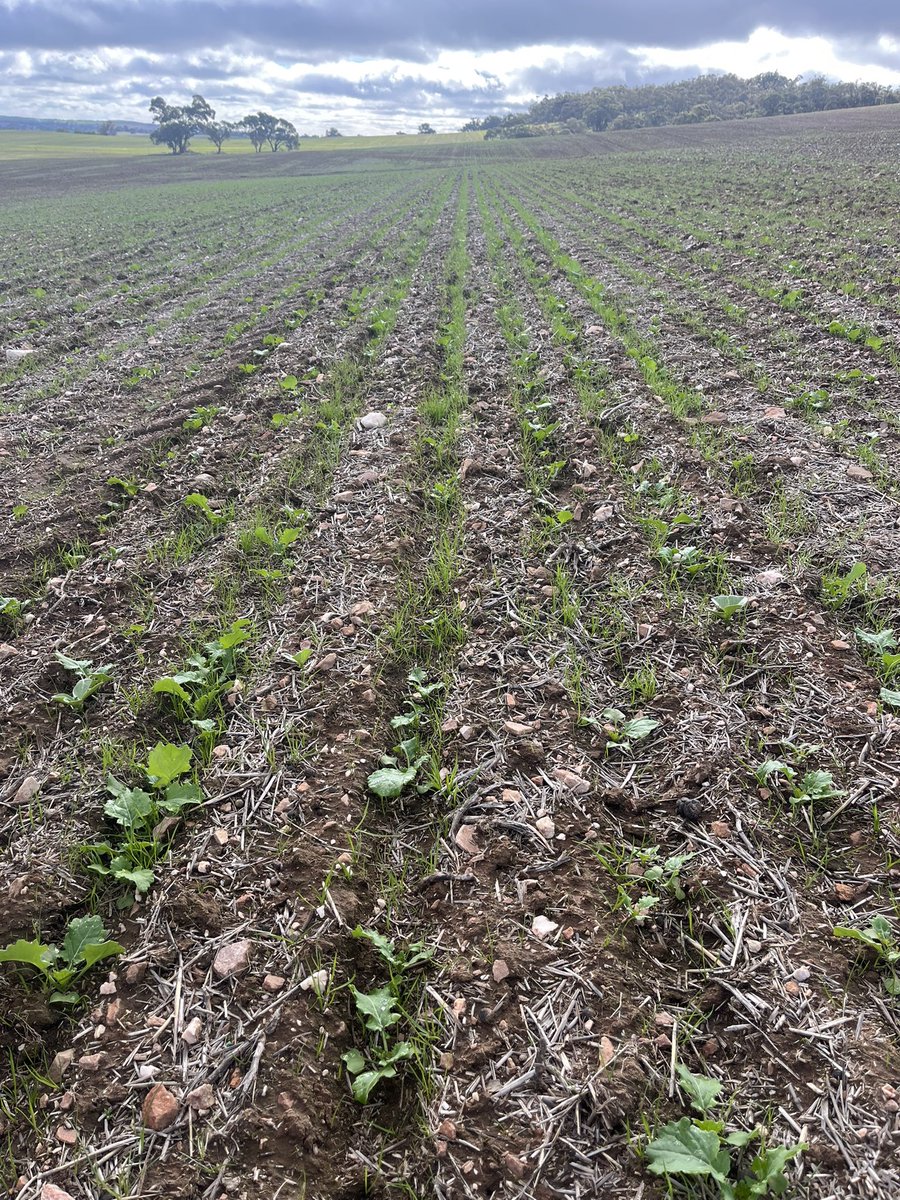 ConnorFuss's tweet image. Some early thoughts in 2025. 

High rates of Trifluralin are still an option in some systems to take the early ARG pressure off. Regiment starting to kick on.

Starter fert is always important, even after a poor year. Fert bridging at seeding has highlighted this unfortunately