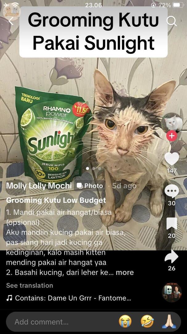 🐈 Guysss tolong bantu report konten ini dong, udah dikasih tau tapi masih bebal 😭😭😭‼️‼️ Takut bgt kalo sampe ada yg ngikutin caranya. Link sender drop di bawah yaaa