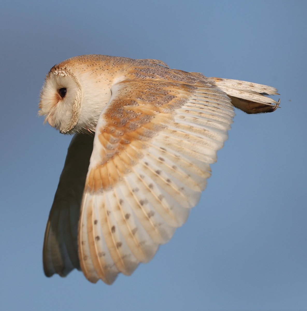 paulgray74's tweet image. #barnowl #preston #lancashire @men_preston @blogpreston @MyPrestonCity
