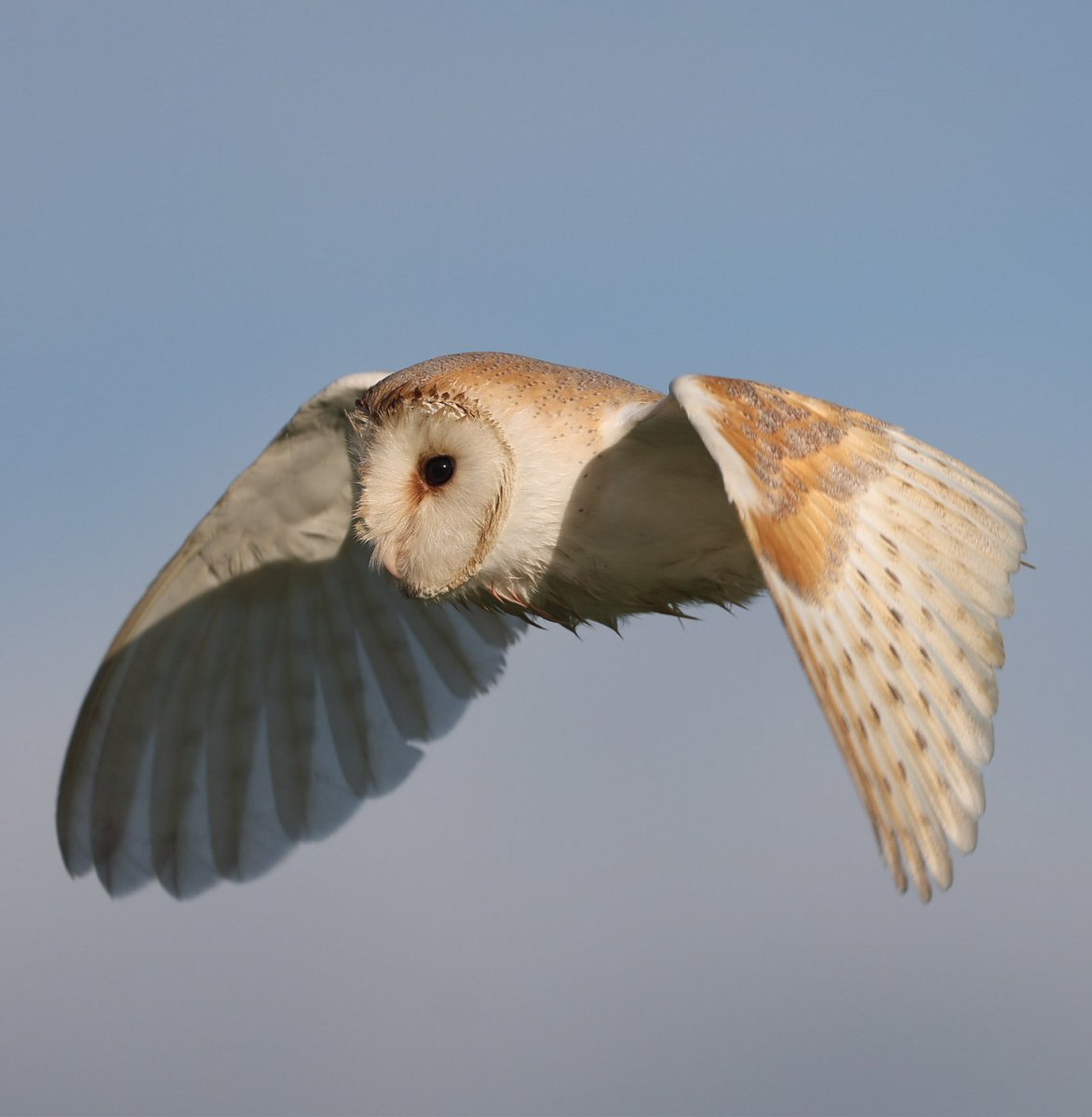 paulgray74's tweet image. #barnowl #preston #lancashire @men_preston @blogpreston @MyPrestonCity