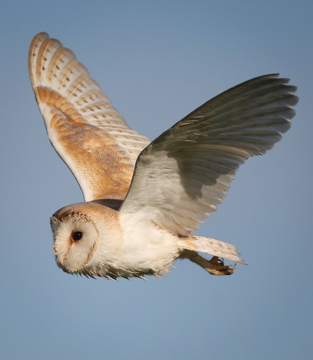 paulgray74's tweet image. #barnowl #preston #lancashire @men_preston @blogpreston @MyPrestonCity