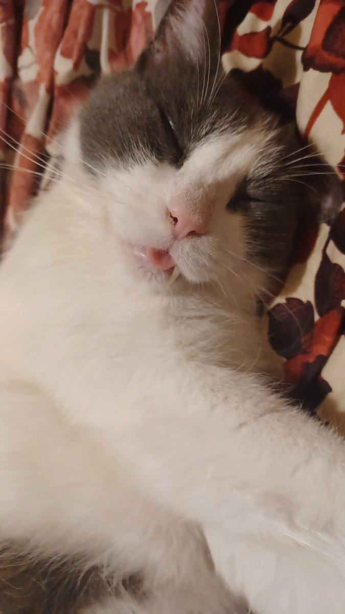 Ema_Xik's tweet image. 😋😋#challenge_κατοικιδιο