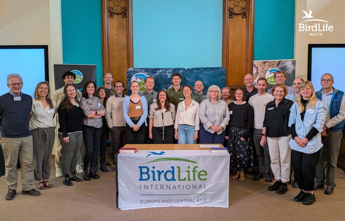 LIFE PanPuffinus! tweet media