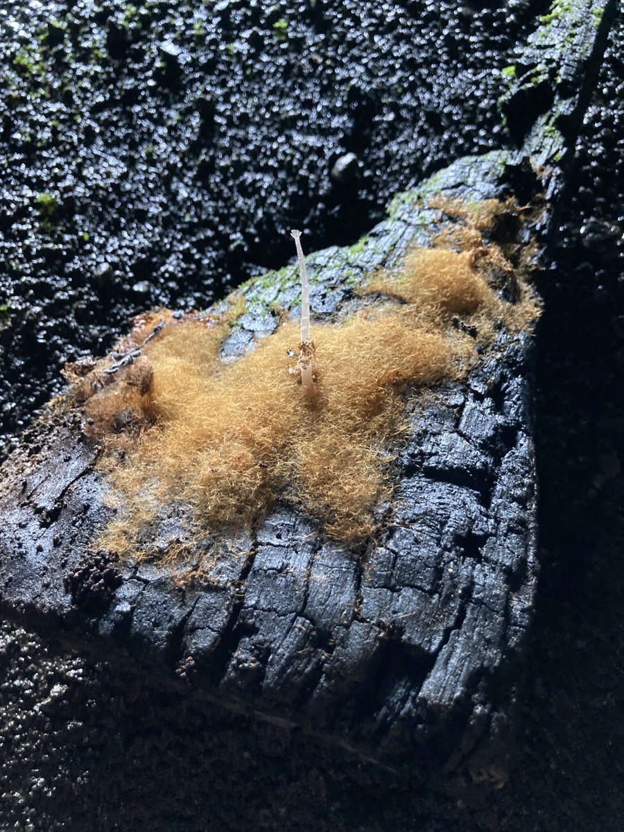 今日洞穴で見つけた菌糸っぽいものですが、正体わかる方いますか？？🧐