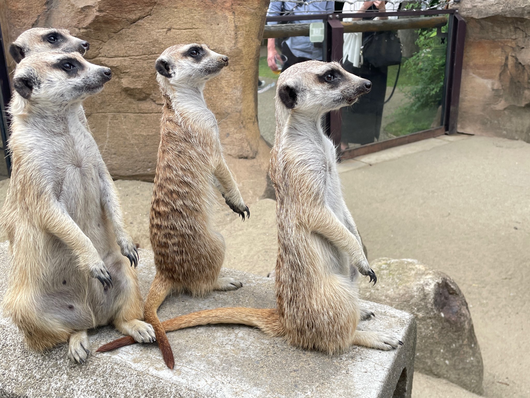 公式】横浜市立よこはま動物園 ズーラシア on X: 