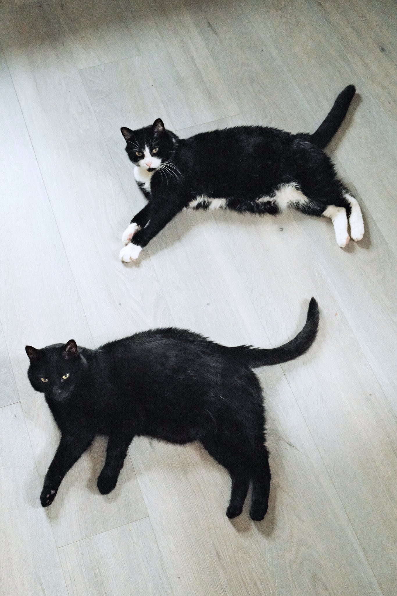 黒猫 Akemi on X: 
