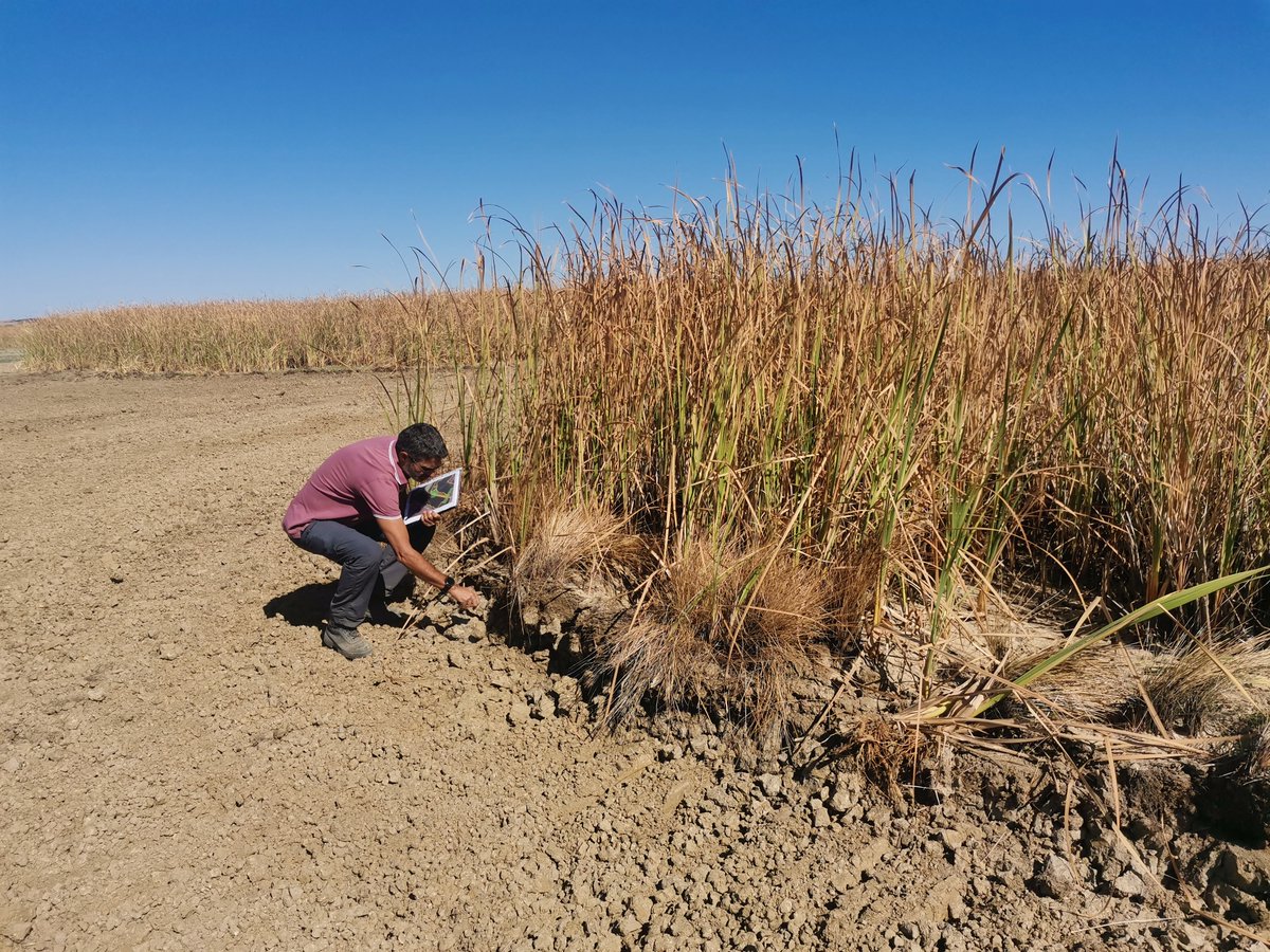 En la Laguna de #LaNava #Palencia, realizamos control de vegetación y tratamientos selvícolas con el decapado de la vegetación muerta acumulada en los primeros centímetros del suelo.
Esto favorece la biodiversidad y mejora de la calidad del suelo #FondosEuropeos #NextGenerationEU