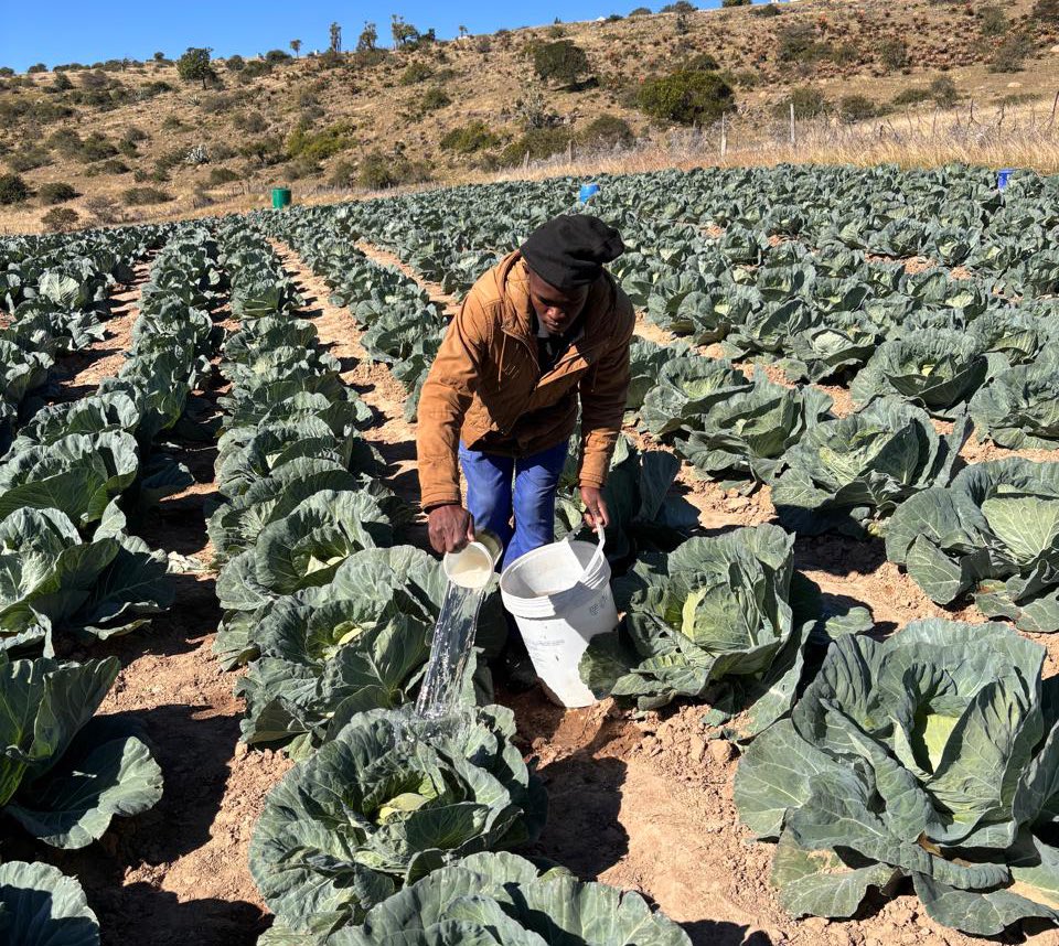 Agric_young's tweet image. Meet Liyema Kete, 23-year-old #vegetable #farmer from Debe Nek, Xhukwane Location. Liyema started #farming in 2023 & has faced challenges along the way, but his passion keeps him going. He grows & sells #cabbage, spinach, peppers, beetroot, & potatoes.
#SupportLocalFarmers #Farm
