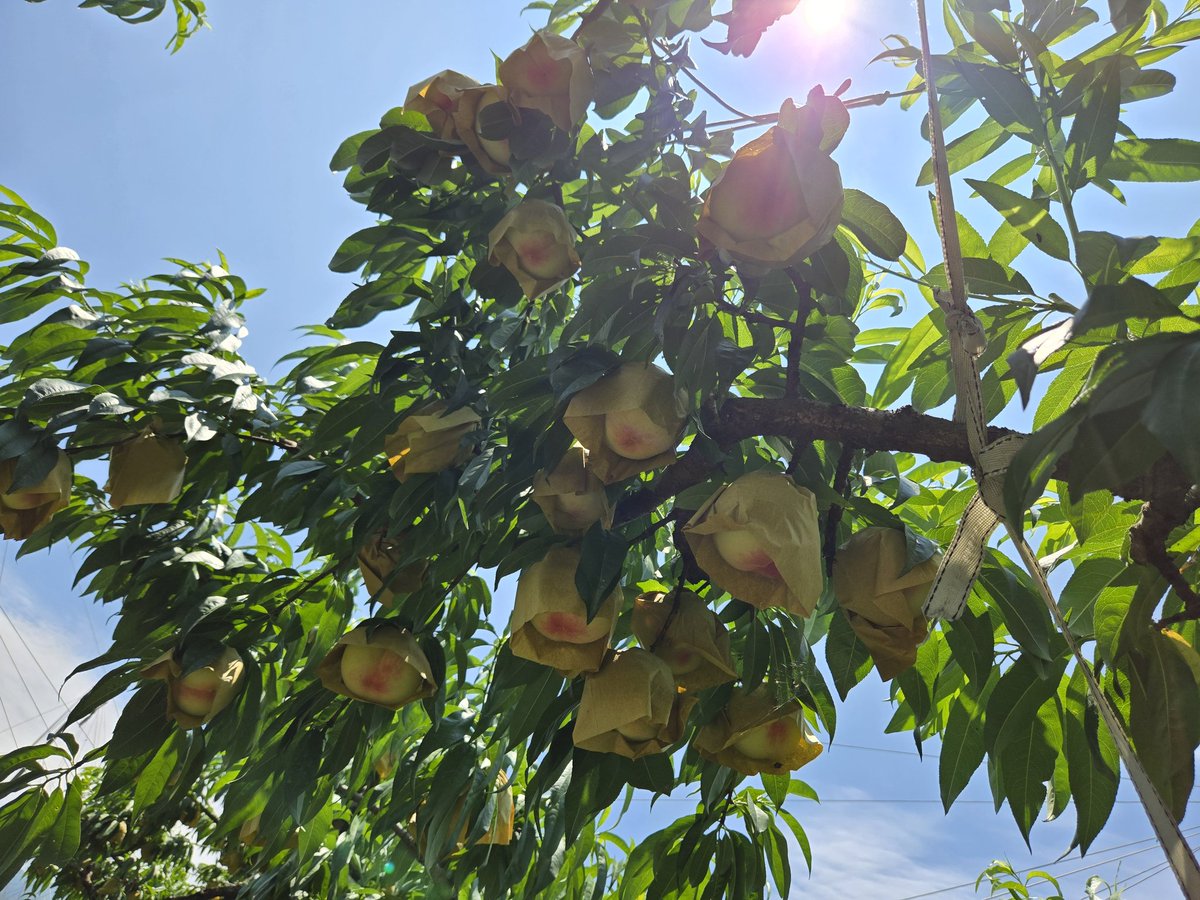 드디어 봉지작업을 마쳤다.
감개무량하다.